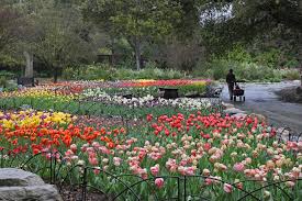 Admission to descanso garden enchanted: Signs Of Spring Throughout Descanso Gardens Oc Mom Blog