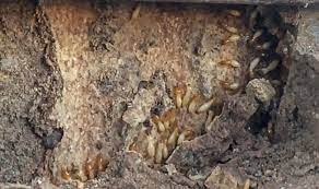 We are a locally owned termite and pest control company. Termites Info Termite New Orleans