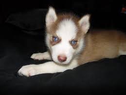 We have siberian husky puppies for loving and caring family, we will sell with full registration to good homes or limited admission if you are looking… Siberian Husky Puppies For Sale Lakeland Fl 289250