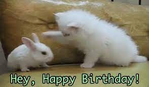 Hey Happy Birthday Gif Birthday Kitty Bunny Discover Share Gifs Funny Cats Funny Cat Videos Funny Animal Pictures