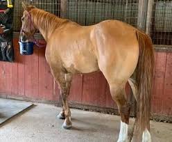Breeding, raising and showing quality buckskins for 25 yrs. Dun Horses For Sale In Texas Horseclicks