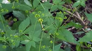 Image result for Sanicula elata