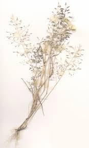 Image result for Eragrostis acraea