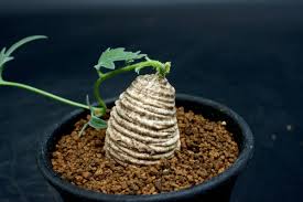 Image result for Trochomeria polymorpha