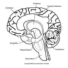 The central system is the primary command center for the body, and is comprised of the brain and spinal cord. Simple Drawing Simple Human Brain Diagram Novocom Top