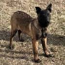 Belgian Malinois Puppy for sale by owner - Puppies for ...