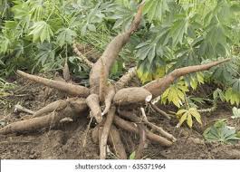 Image result for Manihot esculenta