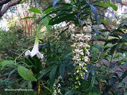 Image result for Clerodendrum toxicarium