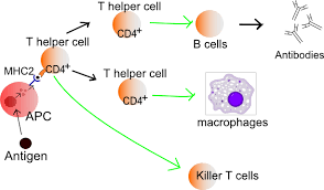 Adaptive Immunity Boundless Anatomy And Physiology