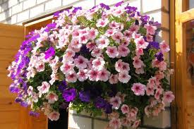 Bunga yang berwarna warni ini menjadikan geranium jenis tanaman gantung yang menarik perhatian. 12 Tanaman Hias Gantung Yang Mudah Dirawat