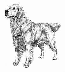 When it gets too hot to play outside, these summer printables of beaches, fish, flowers, and more will keep kids entertained. Golden Retriever Coloring Pages Dibujo Para Imprimir Golden Retriever Coloring Pages Dibujo Para Imprimir Dibujo Para Imprimir