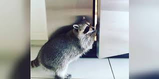 In nature, they will climb and live in trees. How To Humanely Get Raccoons Out Of Your House The Dodo