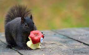 Wow A Black Squirrel Eating An Apple Black Squirrel Squirrel Hamster