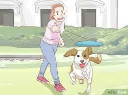 However, the perfect compromise would be if you would establish a place where your pet is allowed to dig, sparing the rest of the yard. How To Stop A Dog From Digging 11 Steps With Pictures Wikihow Pet