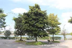 Image result for Heritiera littoralis