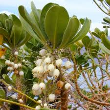 Image result for Pasaccardoa procumbens