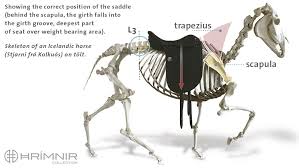 A significant difference between the horse skeleton and that of a human is the lack of a collarbone—the horse's forelimbs are attached to the spinal column by a powerful set of muscles, tendons, and ligaments that attach the shoulder blade to the torso. Saddle Fitting Hrimnir