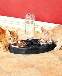 Cat Buffet Food Dishes Buffet Refreshing Drinks