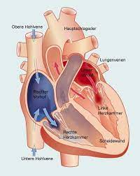 Erfahren sie, ob sie möglicherweise an einer myokarditis leiden und was sie tun können! Herzmuskelentzundung Erkennen Und Behandeln Anatomie Lernen Muskeln Herz Kreislauf System