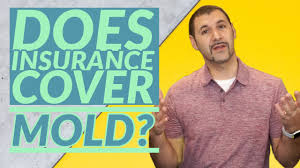 Let us know how your company handled it by writing a review of your experience. Question Does Insurance Cover Mold Ceramics