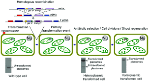 Maybe you would like to learn more about one of these? 1 Schematic Representation Of Chloroplast Transformation In Higher Download Scientific Diagram