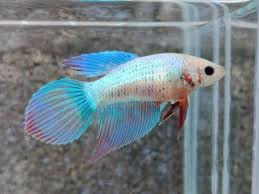 Pin By Juan Jr Castillo On Beautiful Betta Fish Betta Fish Betta Fish