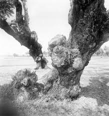 Image result for Lannea antiscorbutica