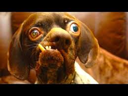 Presenting 10 really ugly dogs. Ugly Dogs Online Shopping Mall Find The Best Prices And Places To Buy