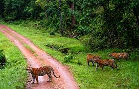 Spread across 940 sq.km, kanha national park is one of the largest parks in madhya pradesh where the majestic royal bengal tigers are found in good numbers and you also get to spot bison roaming freely in their natural habitat. Kanha National Park Visit Kanha For Jungle Safari Mptourism