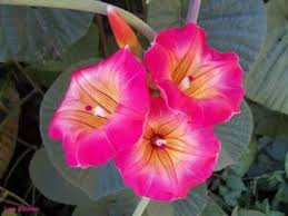 Image result for Stictocardia beraviensis