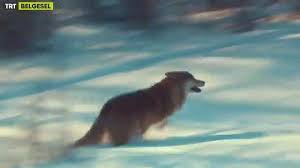 Rt Trtbelgesel Gri Kurt 09 25 Zamanla Insan Kurdun Yok Edilmesi Gereken Bir Canli Oldugunu Dusunmeye Basladi Trtbelgesel Https Polar Bear Animals Bear