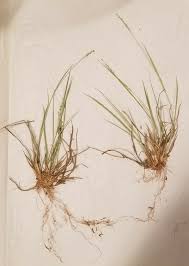 Image result for Dichapetalum deflexum