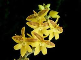 Image result for Polystachya undulata