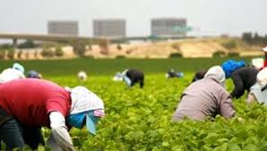 Spike Of Covid 19 Cases Reported Among Temporary Farm Workers In Ontario Rci English