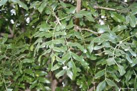 Image result for Ptaeroxylon obliquum