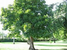 Image result for Dillenia