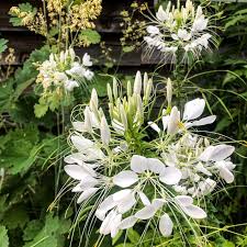 Image result for Cleome spinosa