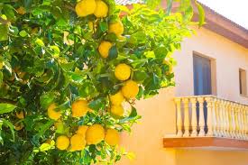 Shop and get ideas of how to wear null lemon tree garden aesthetic summer or find similar products for less. Lemon Tree Images Search Images On Everypixel