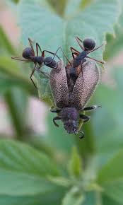 Image result for Tinnea apiculata