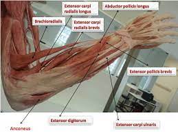 Maybe you would like to learn more about one of these? Posterior Aspect Of The Forearm Yeditepe Anatomy Lab