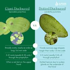 Image result for Spirodela