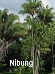 10 jenis palem terpopuler di indonesia. Anim Agro Technology Jenis Jenis Pokok Palma Di Malaysia