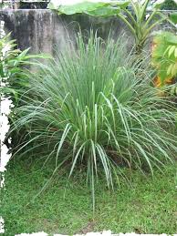 Image result for Cymbopogon nardus