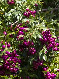 Image result for Syzygium