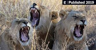 The lions compete in the national football league as a member. Lion Bones Are Profitable For Breeders And Poachers The New York Times