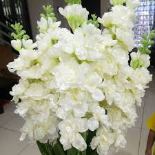 Bunga harum sundal malam adalah tanaman natif yang berasal dari meksiko , seperti halnya spesies polianthes lainnya. Matthiola Spray Manzola Bunga Sundal Malam Bunga Jagung Artificial Flower Bunga Pelamin Wedding Decoration Shopee Malaysia