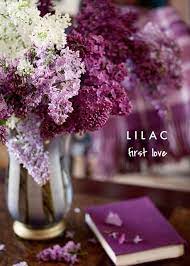 What Does Lilac Symbolize Beautiful Flowers Flowers Purple Flowers