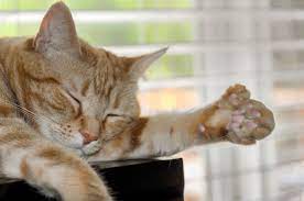 Key west is a small island and it is possible that many of the cats on the island are related. History And Care Of Polydactyl Cats Lovetoknow