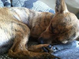 Sleepy Brindle Chihuahua Chihuahua Puppies Sleeping Dogs Chihuahua Love