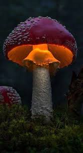2019 Wallpaper Android Wallpaper Best Wallpaper Galaxy S9 Wallpaper Galaxy S9 Wallpaper Hd Galaxy S9 Stuffed Mushrooms Magical Mushrooms Macro Photography